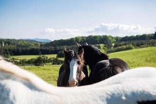 Люкс-шатры Clissmann Horse Caravans Glamping Ратдрам-4